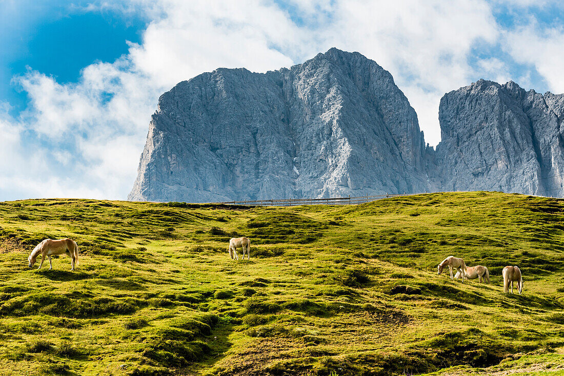 Wildpferde auf der Seiser Alm, Seis, Südtirol, Alto Adige, Italien