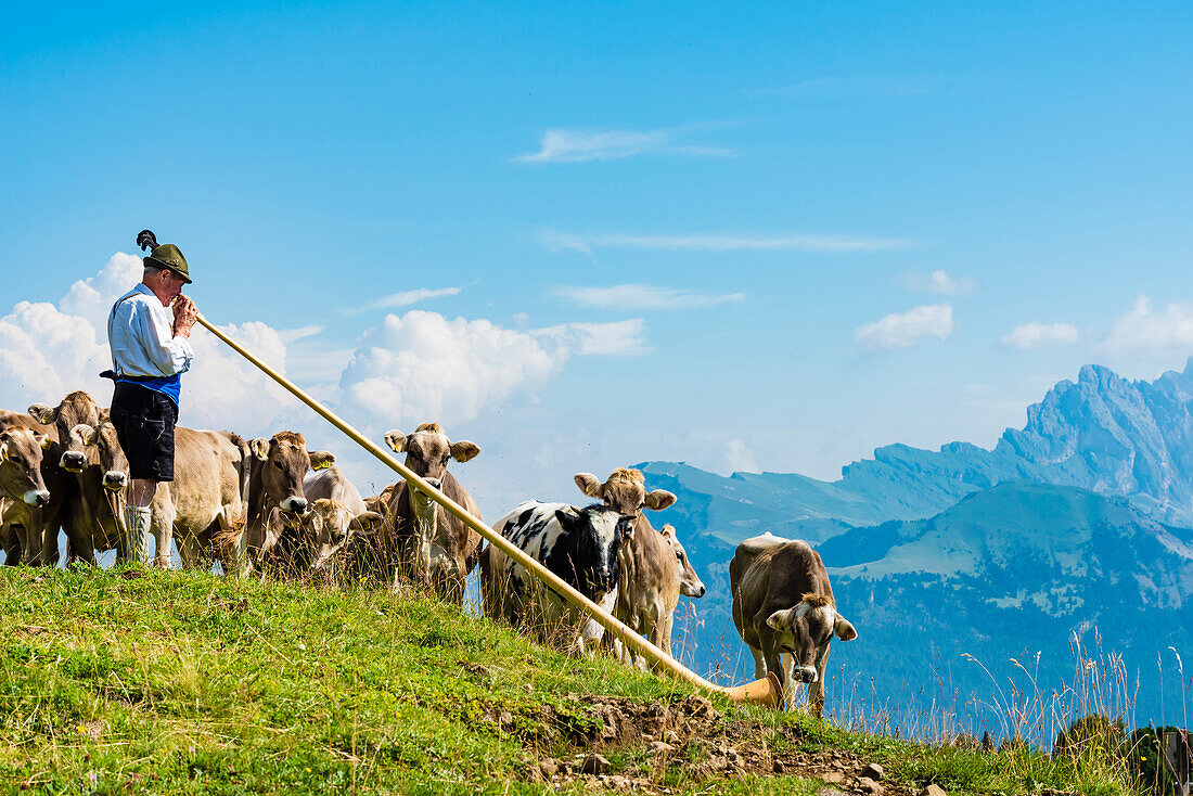 Cows on the Alpe di Siusi listen to an Alphorn player, Compatsch, South Tyrol, Alto Adige, Italy