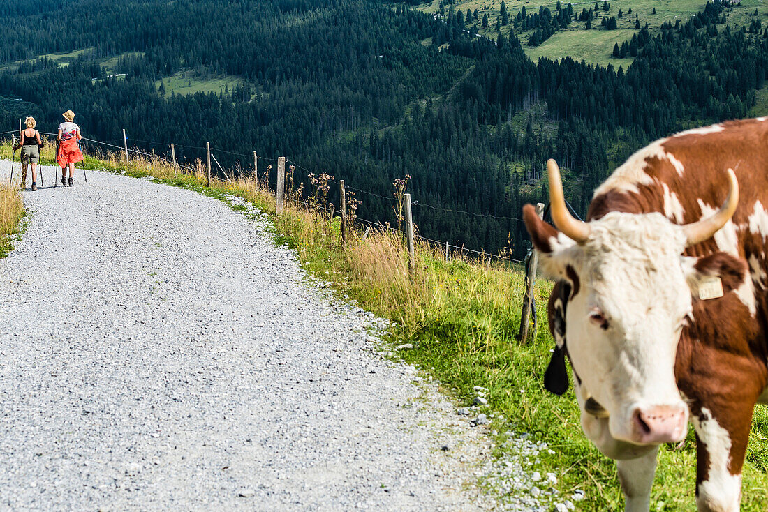 Two hikers on a forest trail in the Zillertal Alps, Königsleiten, Zillertal, Tirol, Austria