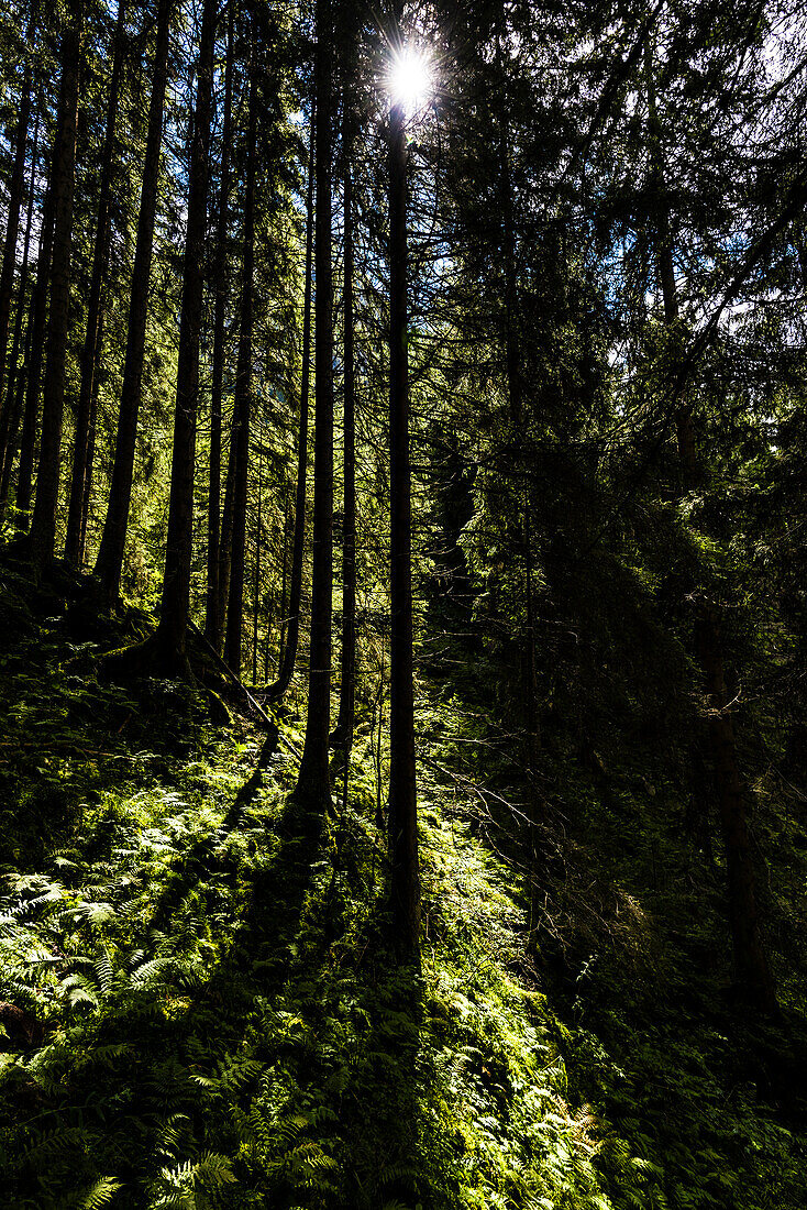 Ein mit Farnen und Nadelbäumen dichtbewachsener Wald im Gegenlicht der Sonne , Ginzling, Zillertal, Tirol, Österreich