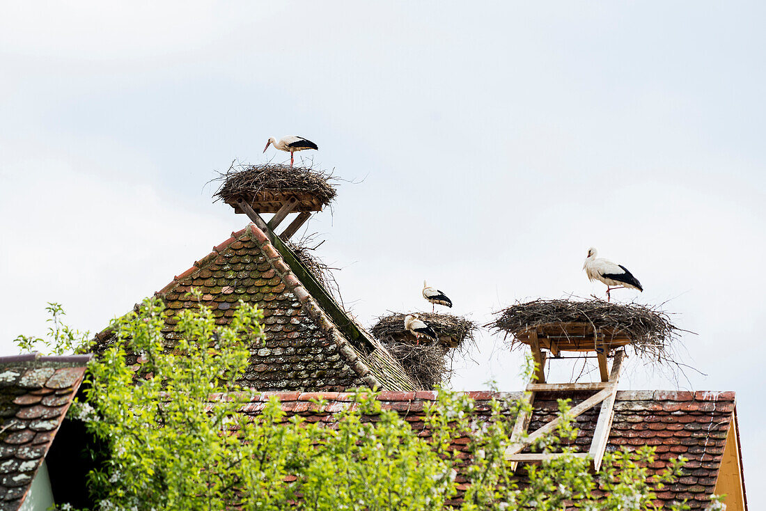 White Storks (Ciconia ciconia) in nest on roof, near Salem, Lake Constance, Baden-Württemberg, Germany