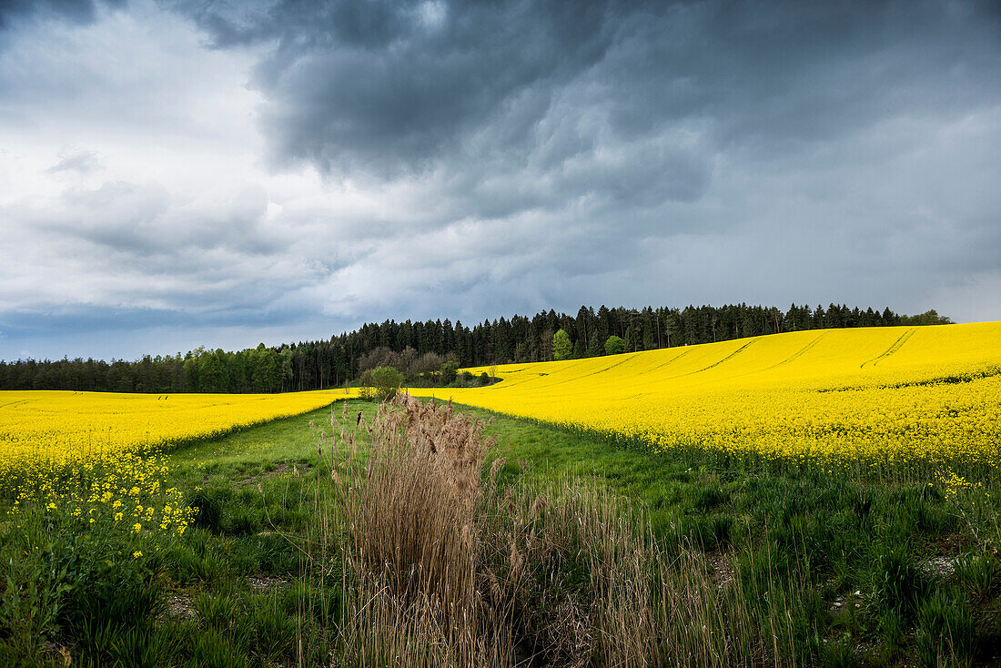 Rising thunderstorm and blooming canola field, near Salem, Lake Constance, Baden-Württemberg, Germany