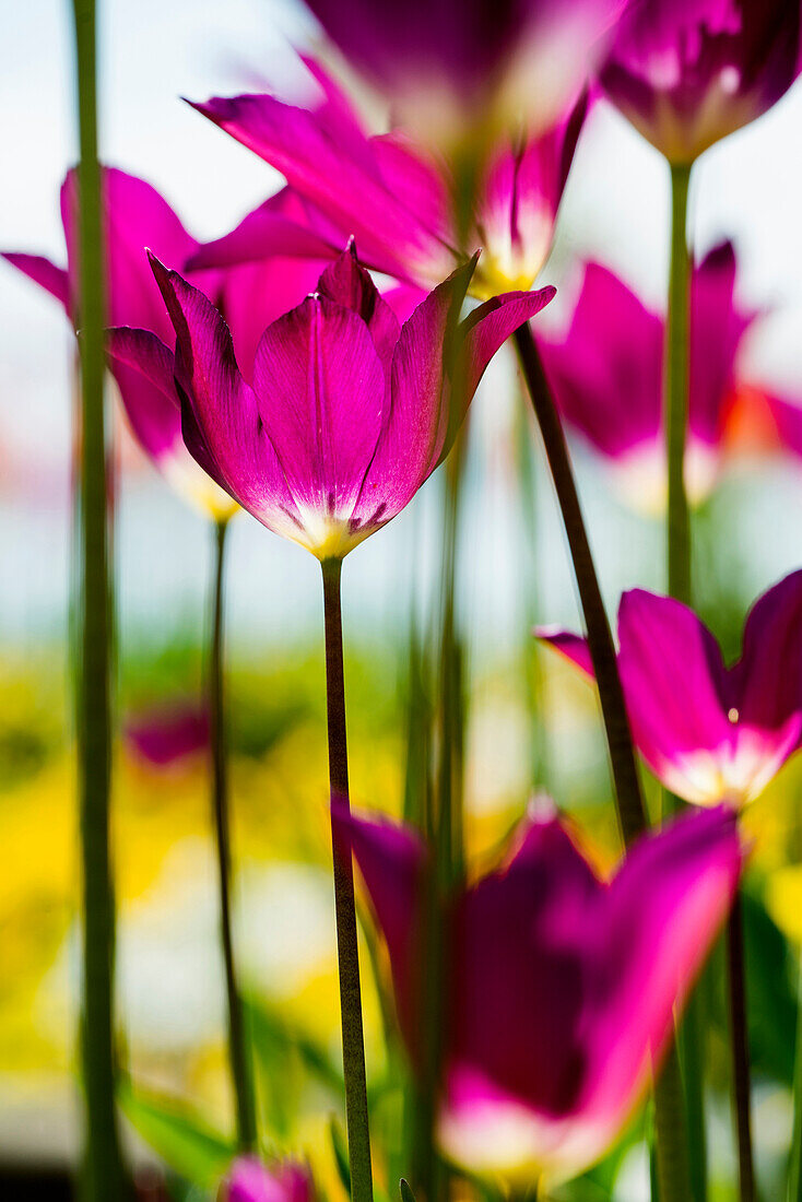 Tulpen, Überlingen, Bodensee, Baden-Württemberg, Deutschland