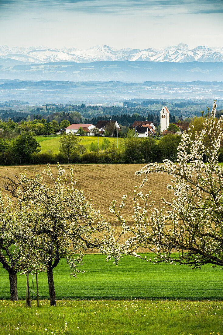 Blühende Obstbäume und Schweizer Alpenpanorama, Ausblick vom Höchsten, Bodensee, Baden-Württemberg, Deutschland