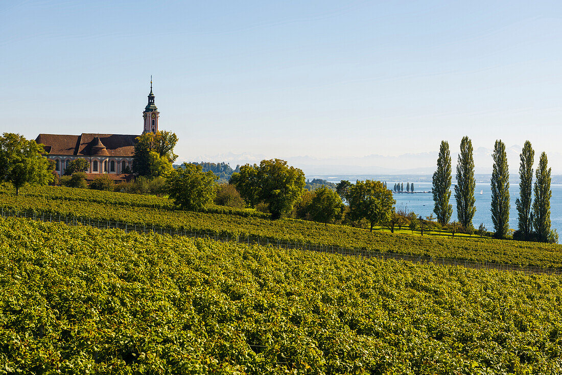 Ausblick auf den Bodensee mit Weinbergen und Kloster Birnau, bei Überlingen, Bodensee, Baden-Württemberg, Deutschland