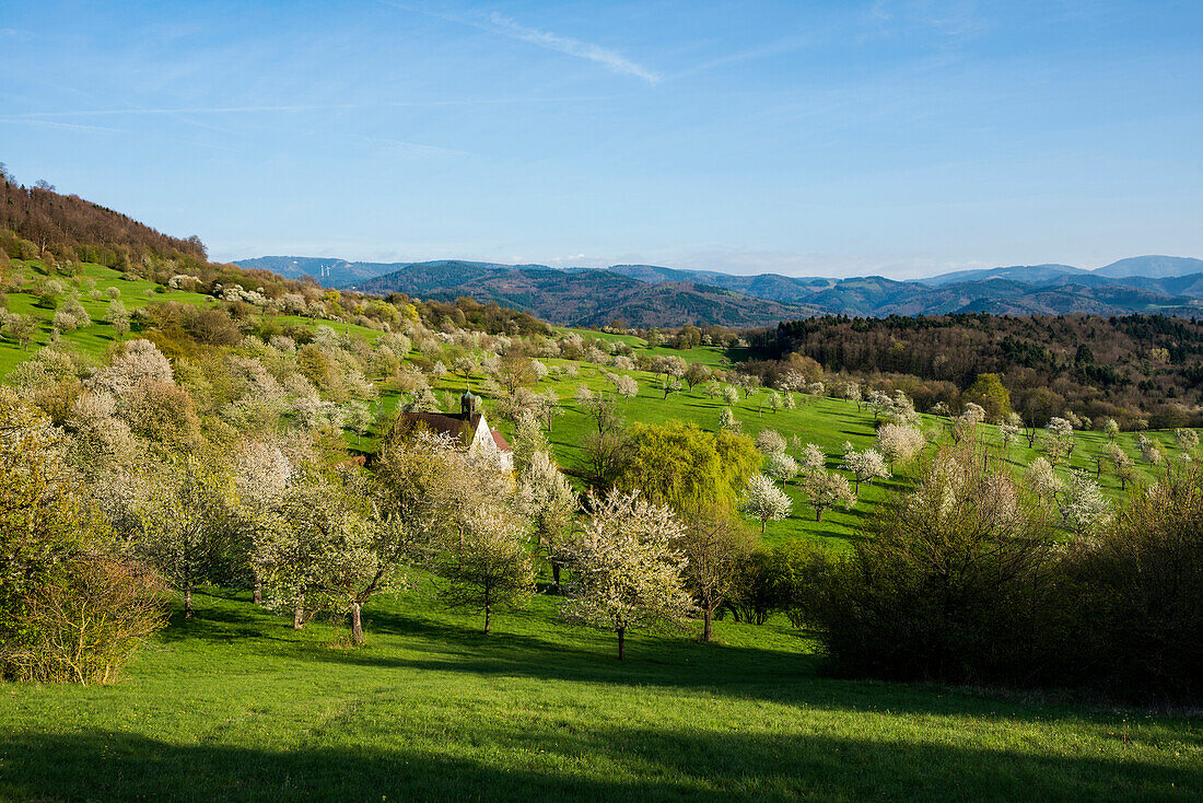 Blühende Obstbäume und Berghauser Kapelle, Schönberg, bei Freiburg im Breisgau, Schwarzwald, Baden-Württemberg, Deutschland