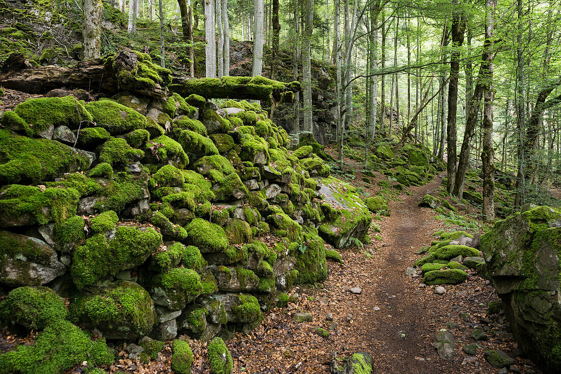 hiking path, near St. Märgen, Black Forest, Baden-Württemberg, Germany