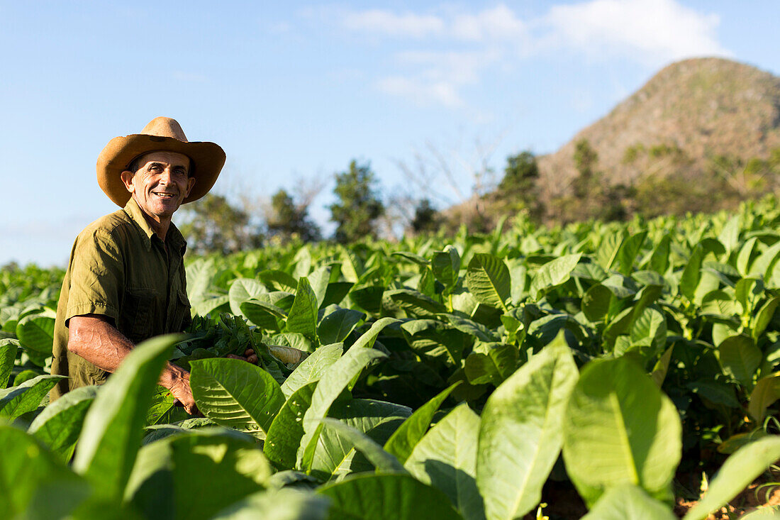 Tobacco farmer, Mogotes and tobacco fields in Vinales, climbing region, loneliness, beautiful nature, family travel to Cuba, parental leave, holiday, time-out, adventure, National Park Vinales, Vinales, Pinar del Rio, Cuba, Caribbean island
