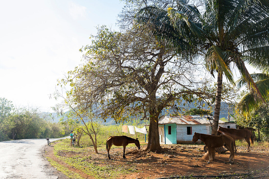 simple house and horses in Vinales, Mogotes, tobacco fields, countryside, beautiful nature, family travel to Cuba, parental leave, holiday, time-out, adventure, National Park Vinales, Vinales, Pinar del Rio, Cuba, Caribbean island
