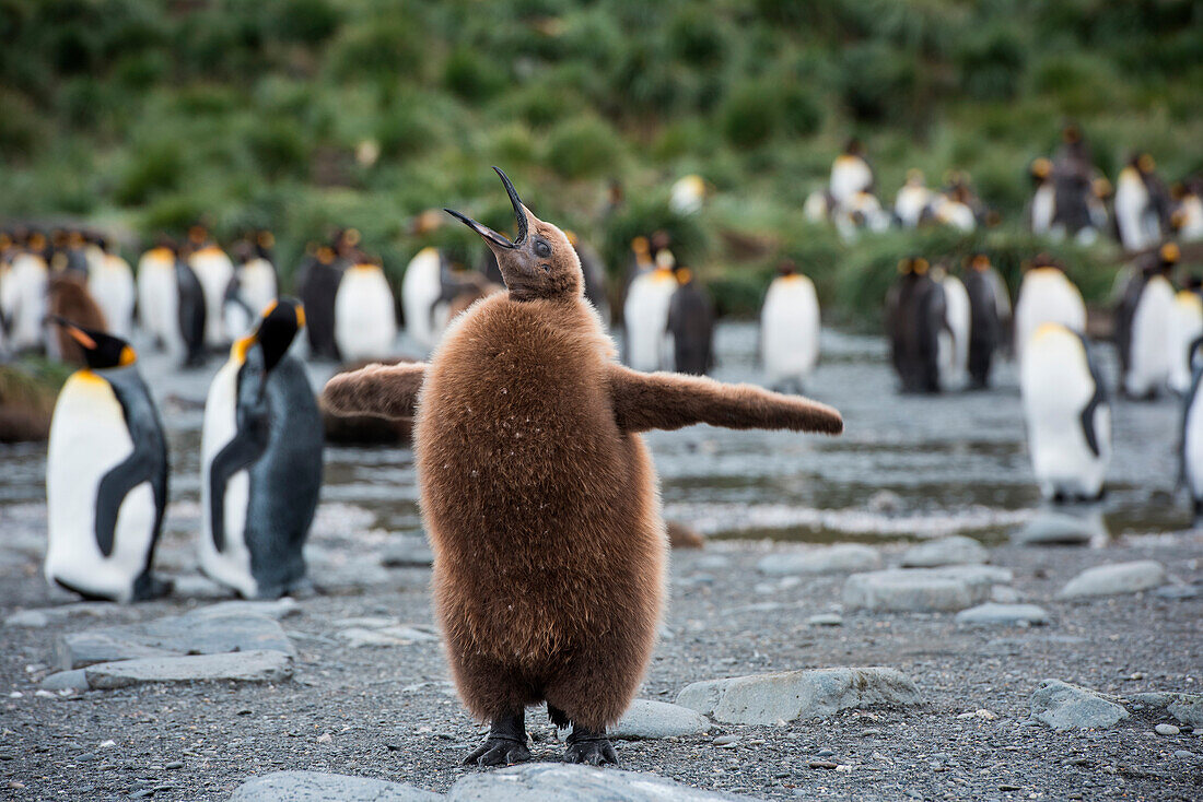 Young King penguin (Aptenodytes patagonicus) flaps its wings while calling for its parents, Gold Harbour, South Georgia Island, Antarctica