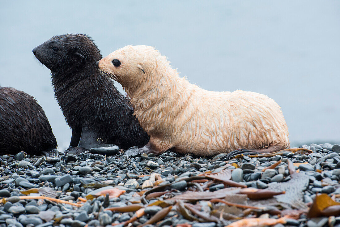 Two fur-seal pups (Arctocephalus gazella), one a blondie fur seal, which is not an albino, but merely a seal that is missing some pigments (roughly 1 in 1000 is light-colored), Fortuna Bay, South Georgia Island, Antarctica