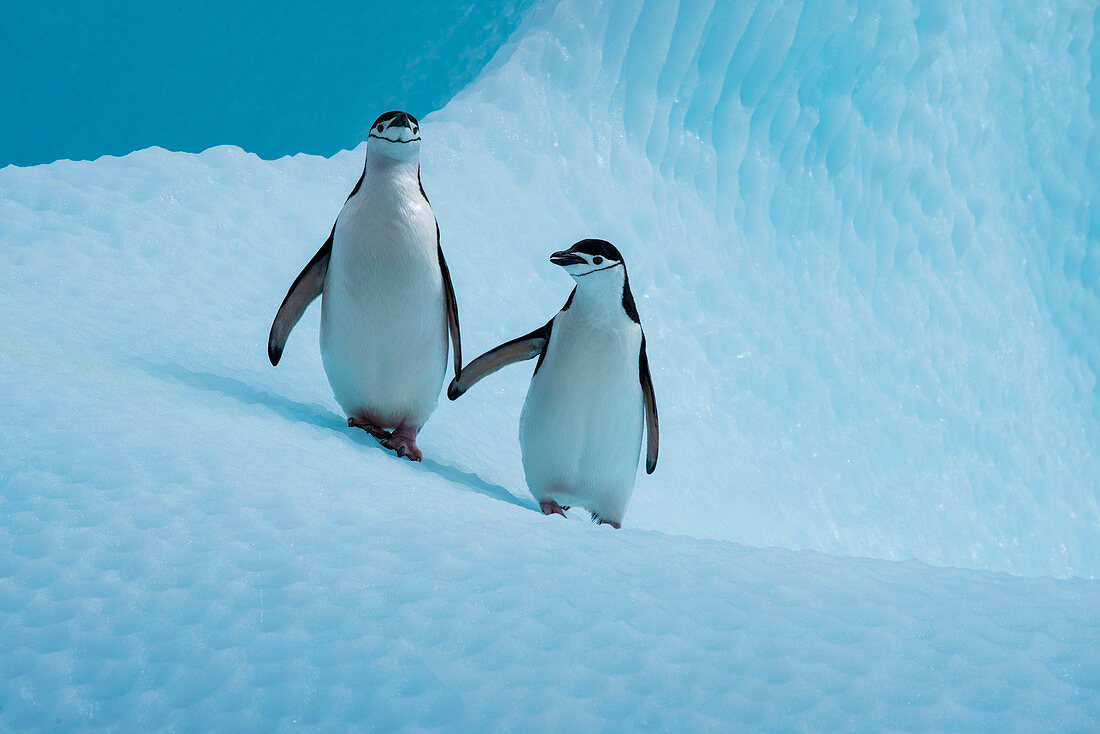 Zwei Zügelpinguine (Pygoscelis antarctica) scheinen auf einem Eisberg scheinen Hände zu halten, nahe Penguin Island, Südliche Shetlandinseln, Antarktis