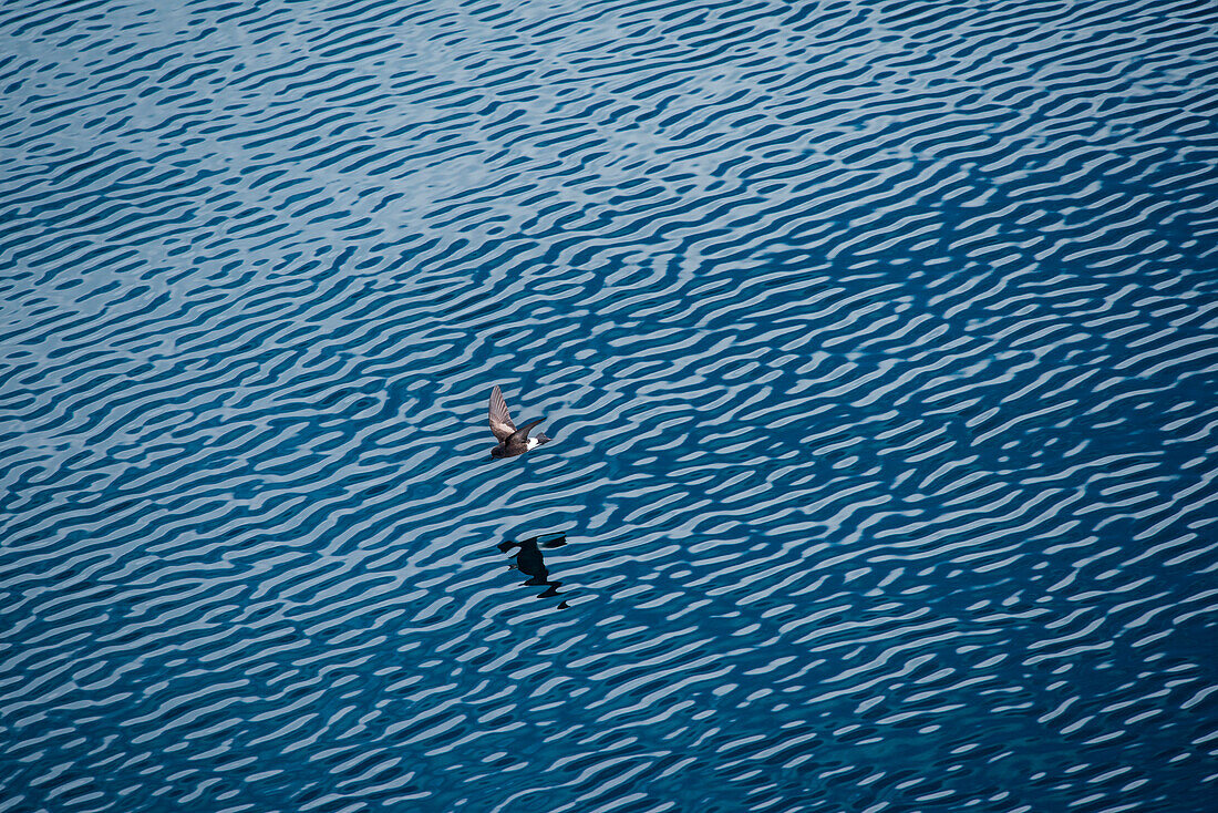 A Wilson's storm petrel (Oceanites oceanicus) flies over calm waters, Gerlache Strait, Graham Land, Antarctica