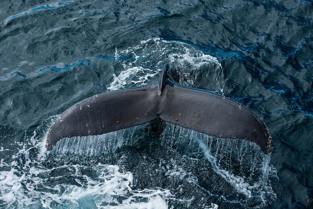 Fluke of humpback whale (Megaptera novaeangliae) as it begins its dive, near Orne Harbor, Graham Land, Antarctic Peninsula, Antarctica
