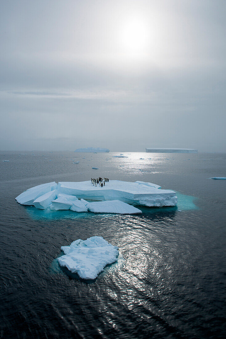 Eine Gruppe Kaiserpinguine (Aptenodytes patagonicus) findet Sicherheit auf einer Eisfläche, Rossmeer, Antarktis