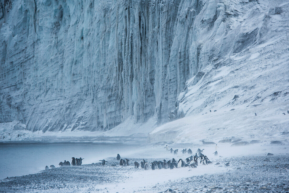 A group of Adelie penguins (Pygoscelis adeliae) are caught in a snow-storm, Franklin Island, Antarctica