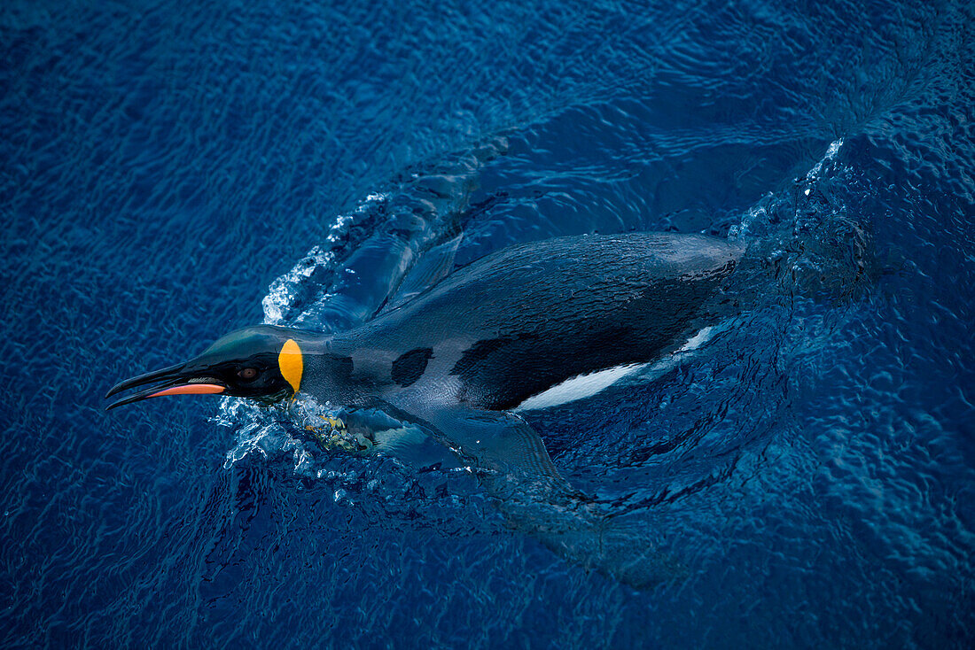 Schwimmender Königspinguin (Aptenodytes Patagonicus), Lusitania Bay, Macquarieinsel, Subantarktische Inseln, Australia