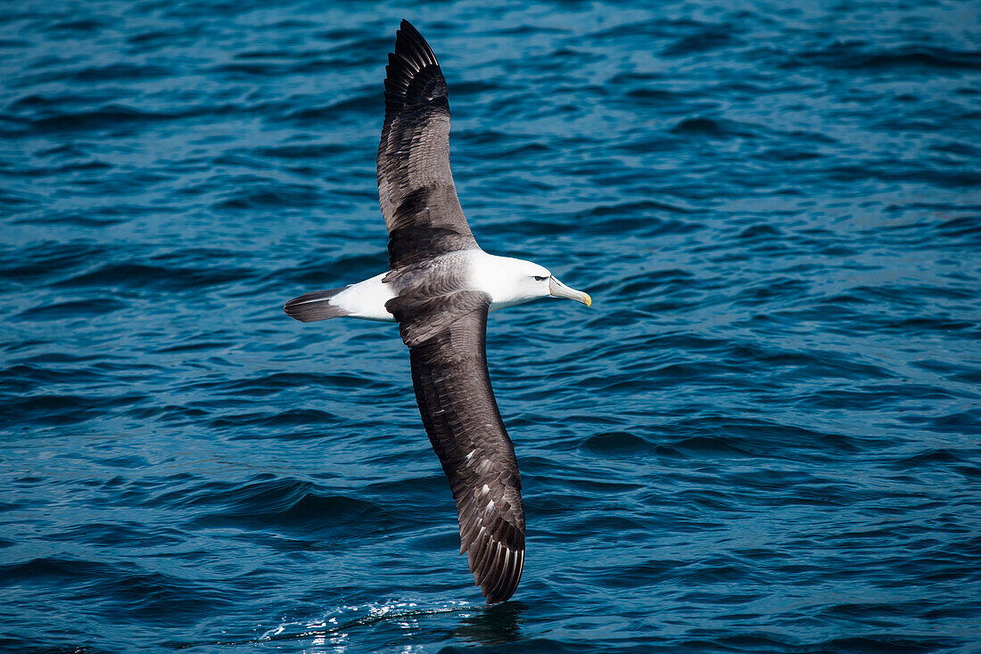 Ein Schwarzbrauenalbatros (Thalassarche melanophris) fliegt tief und berührt mit der Flügelspitze die Wasseroberfläche, nahe Dunedin, Otago, Südinsel, Neuseeland