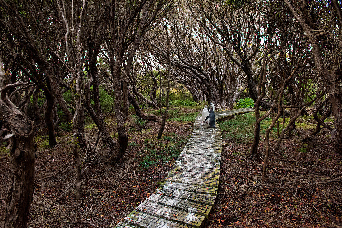 Rare Yellow-eyed penguins (Megadyptes antipodes) stand on a wooden walkway surrounded by trees, Enderby Island, Sub-Antarctic Islands, New Zealand