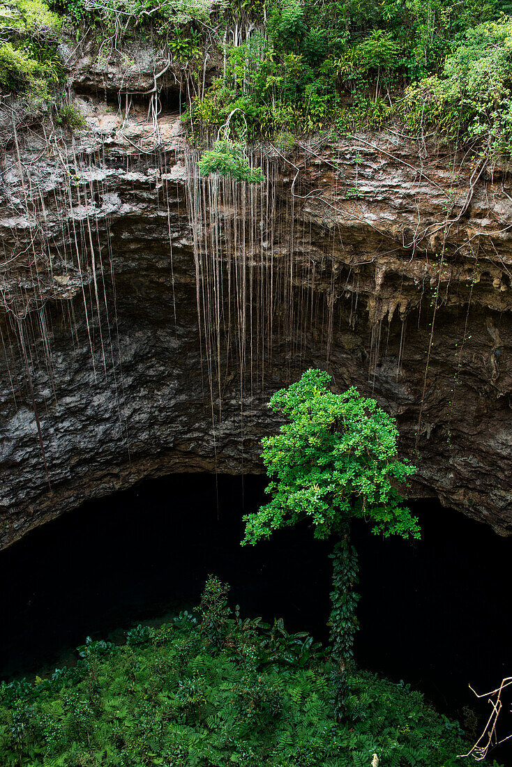 View into an overgrown sinkhole, Tadine Mare, New Caledonia, South Pacific