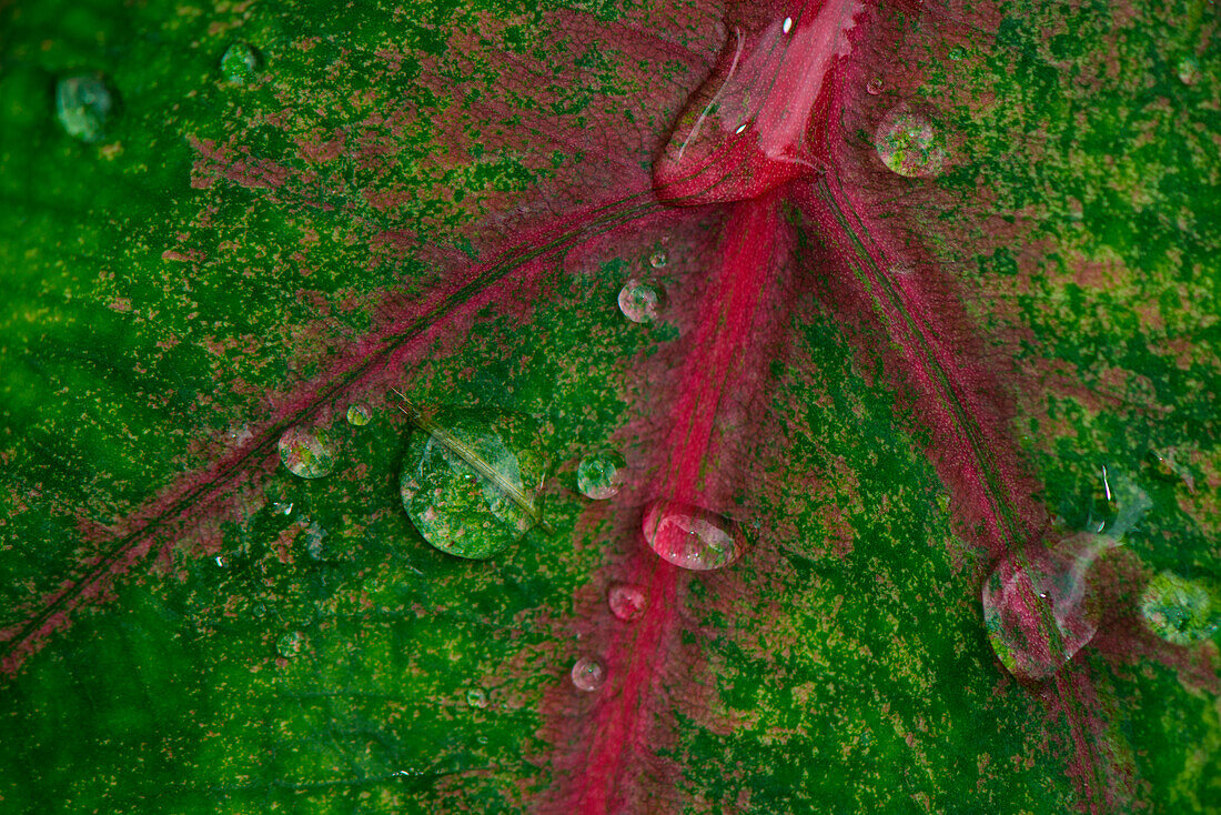 Close up of water drops on a green leaf with red veins, Wewak, East Sepik, Papua New Guinea, South Pacific