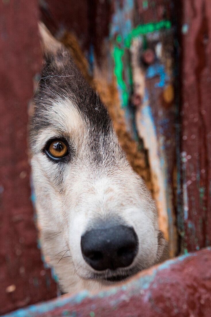 Ein Schlittenhund blickt durch einen Zaun, Itelmen Homestead, Kamtschatka, Russland, Asien