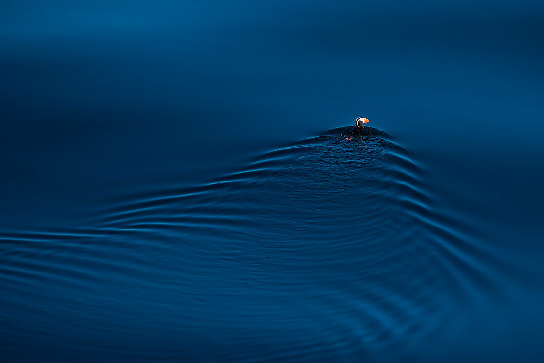 A tufted (or crested) puffin (Fratercula cirrhata) swims on calm waters, At sea, between Rishiri, Japan, and Petropavlovsk-Kamchatsky, Kamchatka, Russia, Asia