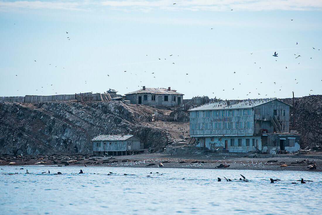 A former hotel site is occupied by auks, seagulls, fur seals, and sea lions, Tyuleny Island (Ostrov Tyuleniy), Sea of Okhotsk, Russia, Asia