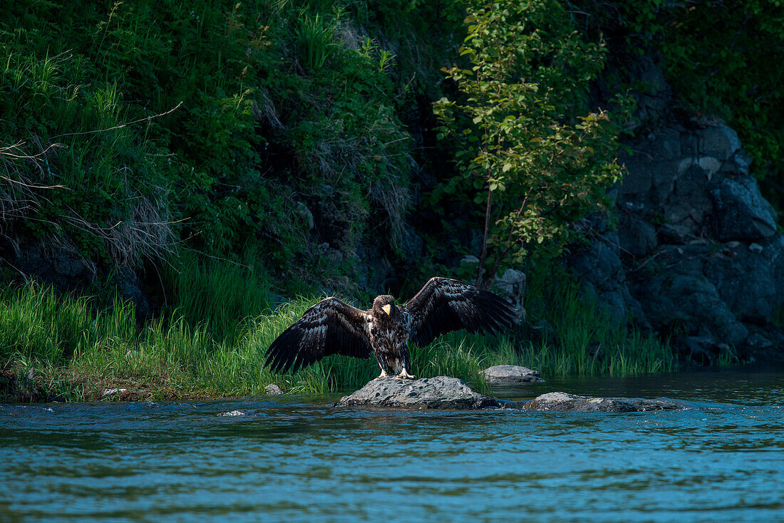 A juvenile Steller's sea eagle (Haliaeetus pelagicus) fishes from a rock, Zhupanova River, Russia, Asia