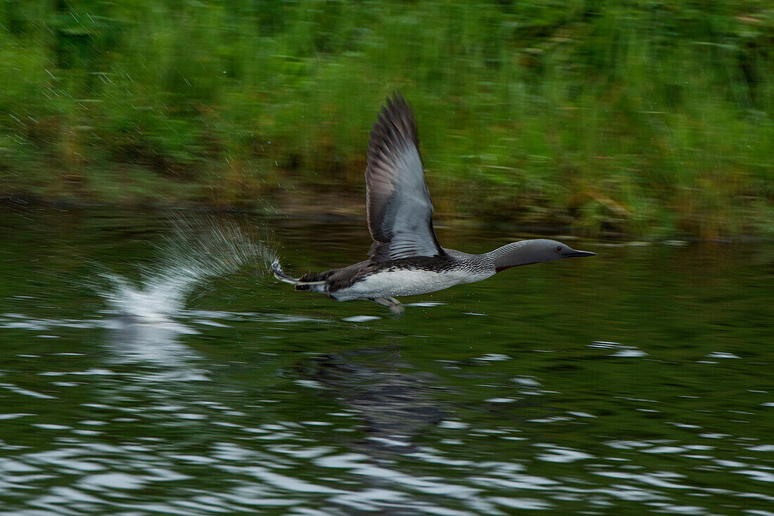 A loon takes flight from the water, Attu Island, Near Islands, Aleutian Islands, Alaska, USA, North America