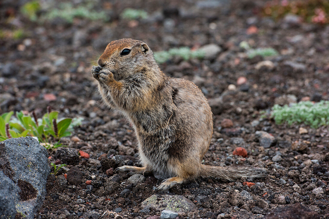 An Arctic ground squirrel (Spermophilus parryii or Urocitellus parryii) fills its cheeks with food before returing to its burrow, near Petropavlovsk-Kamchatsky, Kamchatka, Russia, Asia