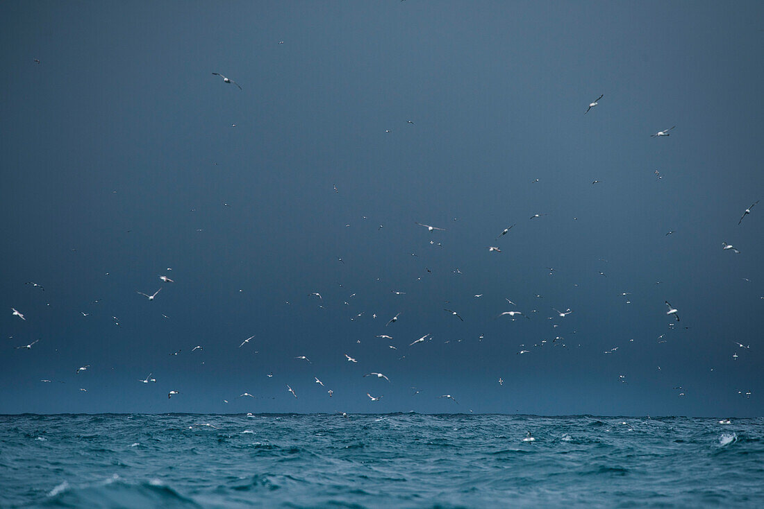 Ein dunkler stürmischer Himmel ist gefüllt mit Hunderten von weißen Eissturmvögeln (Fulmarus glacialis)