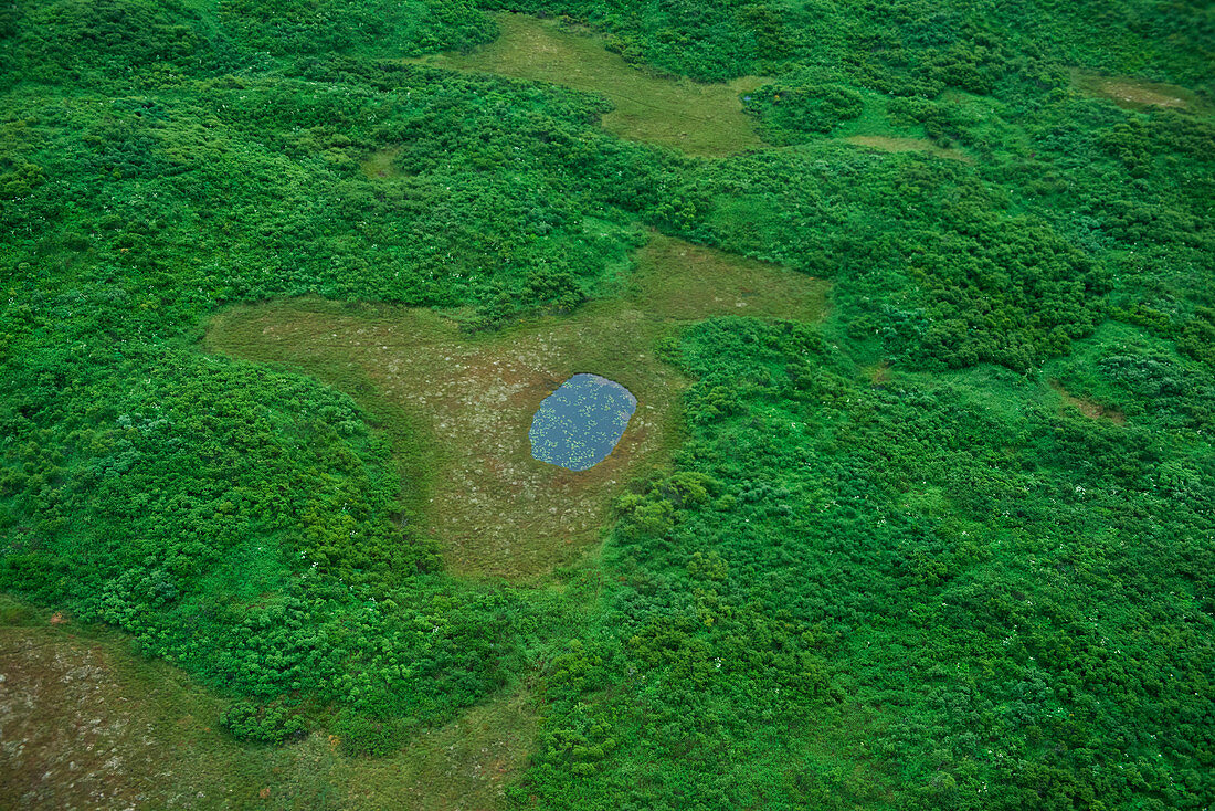 Aerial view of a small pond surrounded by grass and shrubs, near Kodiak, Kodiak Island, Alaska, USA, North America