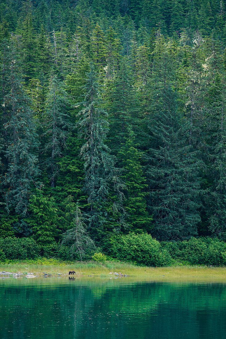 An Alaskan brown bear (Ursus arctos horribilis), commonly known as grizzly bear, forages in grass near the water while tall trees loom behind, Endicott Arm, Alaska, USA, North America