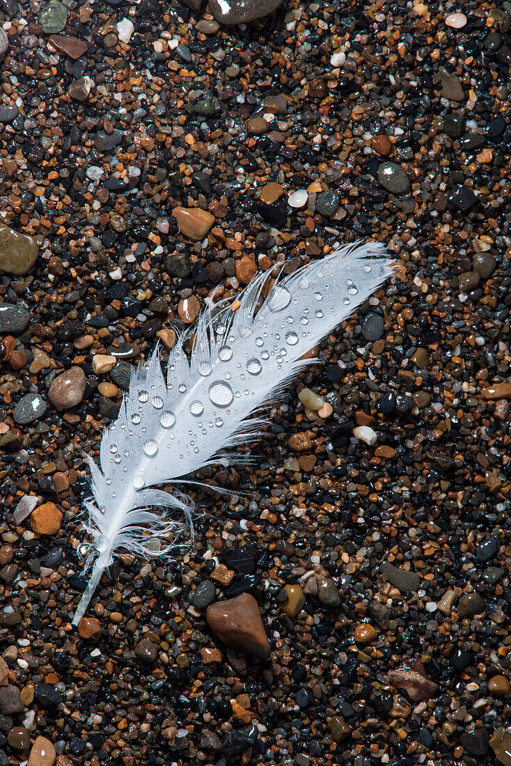 A white feather on a background of sand and rocks is coverd with drops of water, Point Hope, Lisburne Peninsula, Alaska, USA, North America
