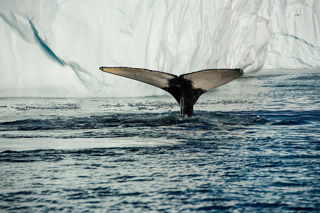 Die Schwanzflosse von einem Buckelwal (Megaptera novaeangliae) kurz vor dem Abtauchen vor einem Eisberg, nahe Ilulissat (Jakobshavn), Diskobucht, Kitaa, Grönland