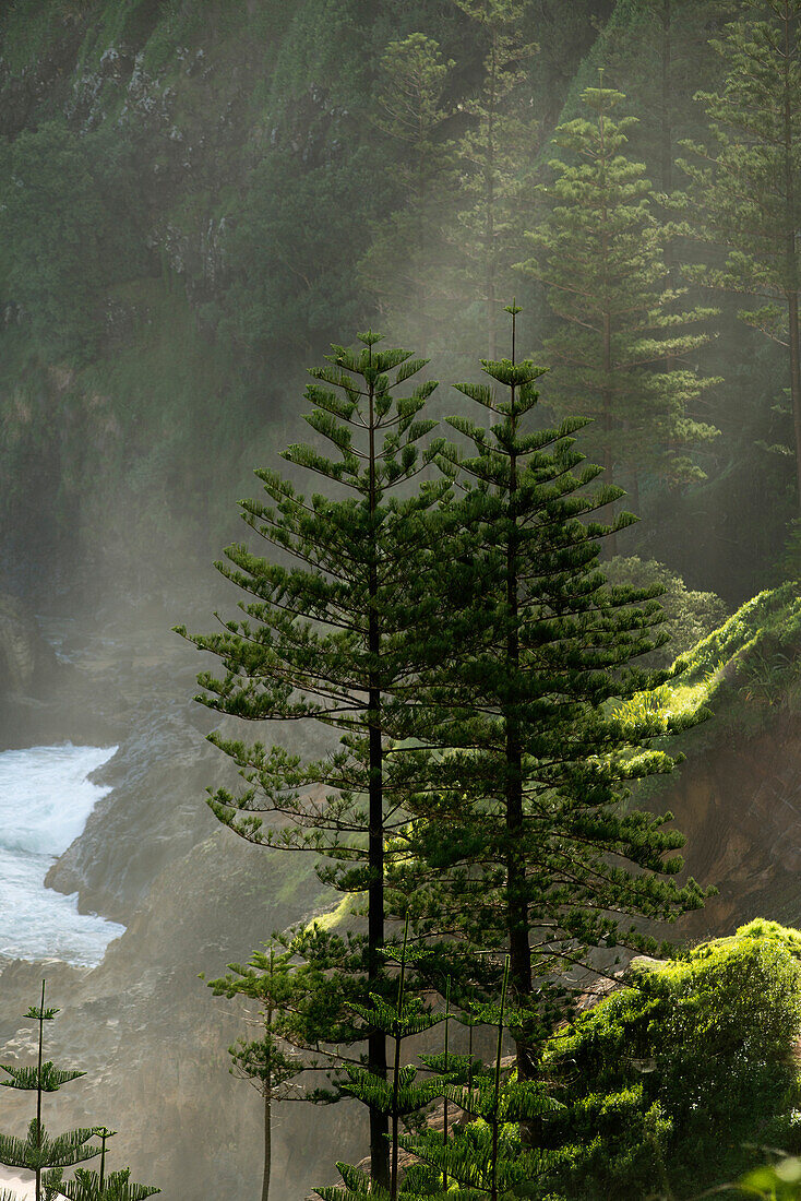 Endemic Norfolk Pines grow on the steep slopes above Anson Bay, Australia