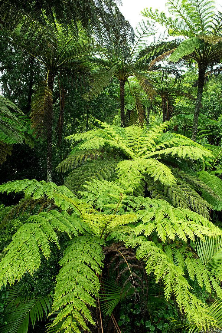 Tree fern in Norfolk Island National Park, Australia