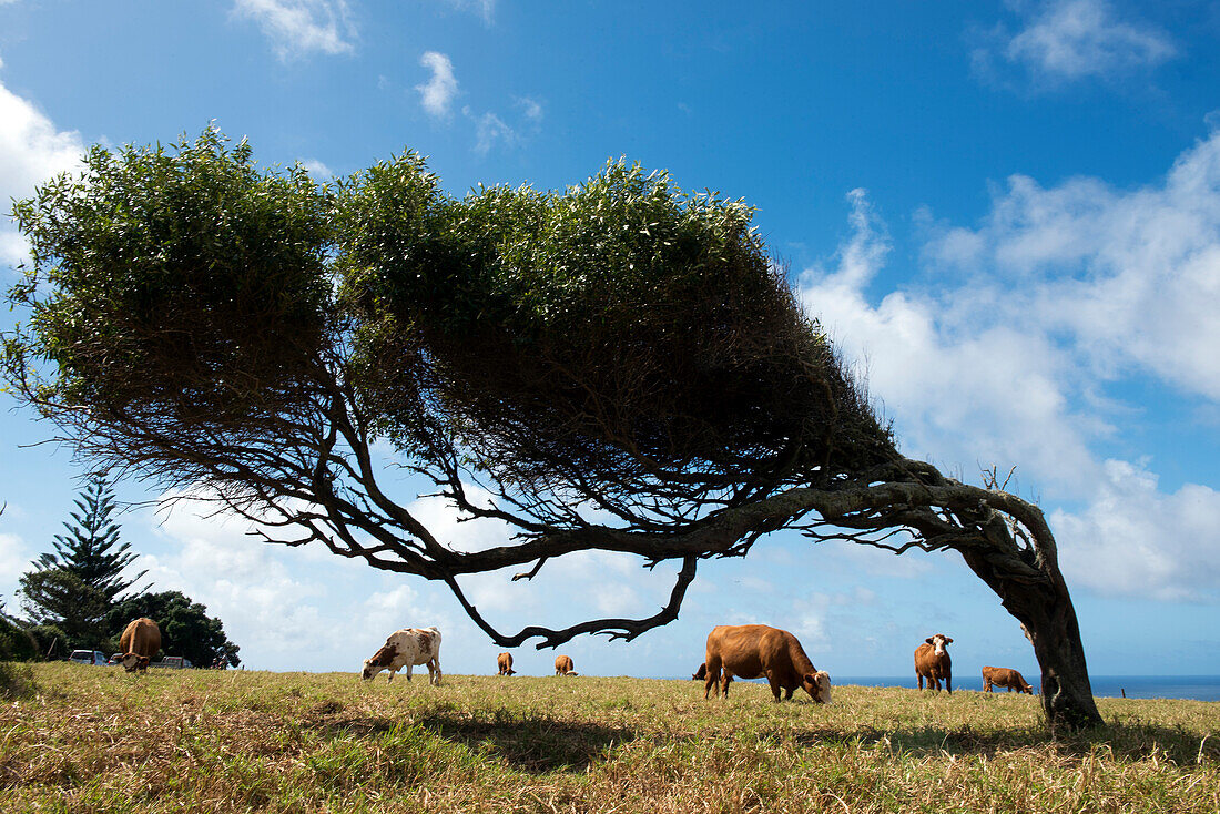 Wind bend trees at Point Howe in the far north of the island, Australia