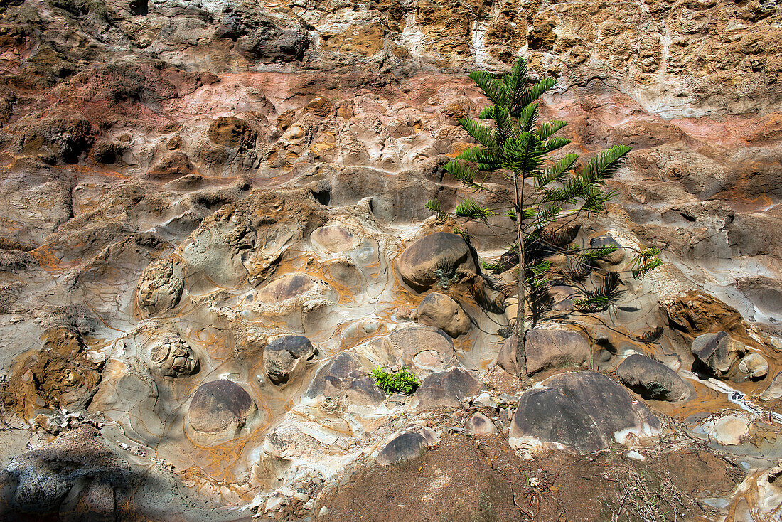Endemische Norfolk Pines an den Steilhängen über der Anson Bay, Australien
