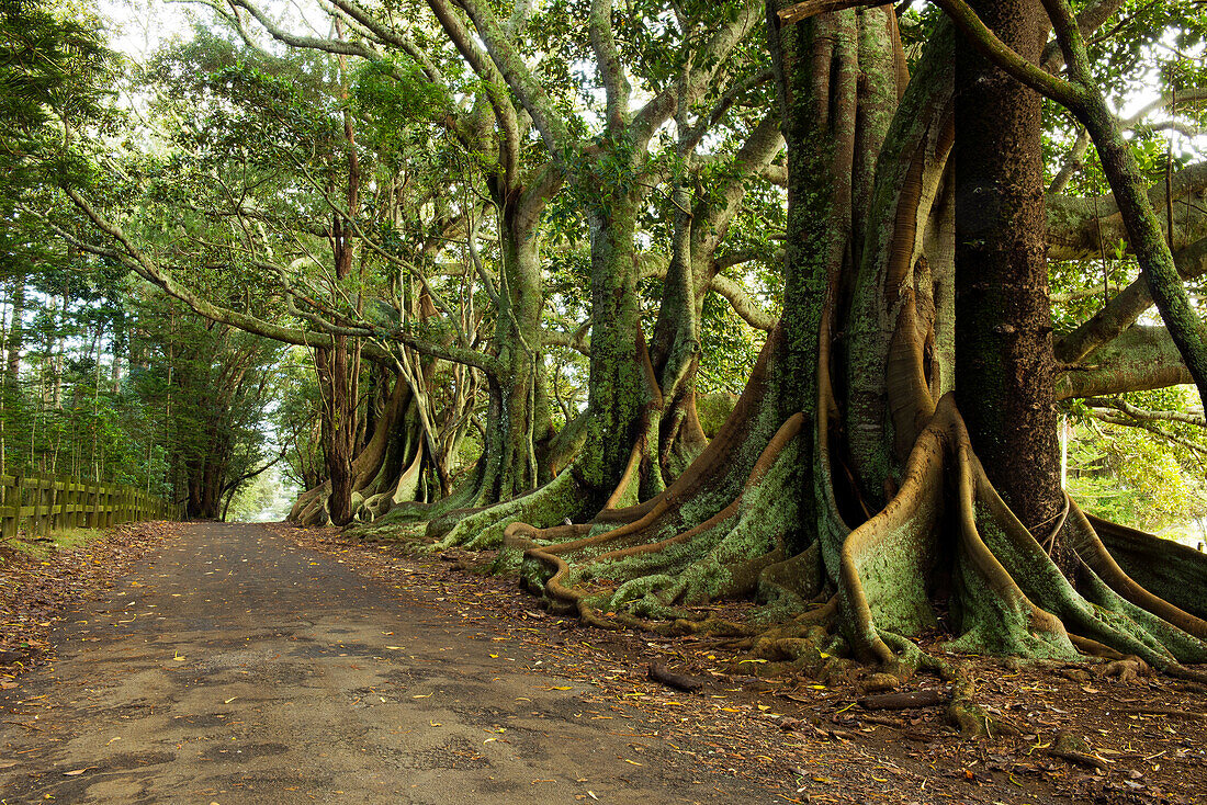 Gewaltige Moreton Bay Feigenbäume säumen eine Strasse im Inneren der Insel, Australien
