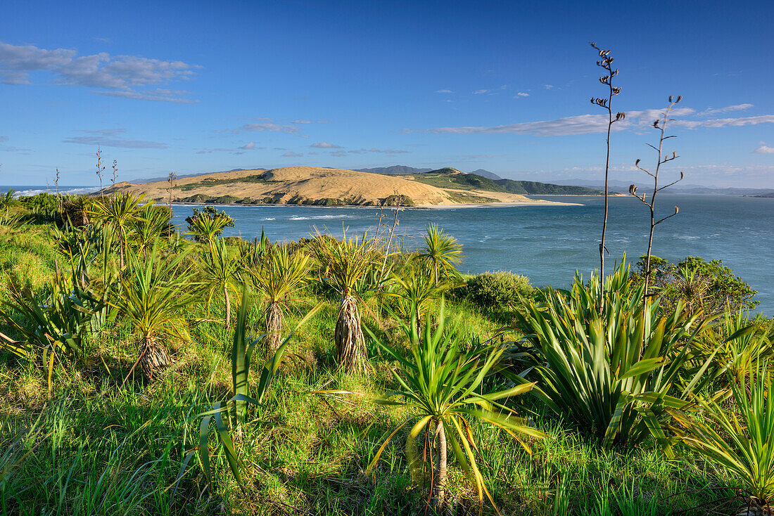 Bay and dune at Hokianga Harbour, Northland Region, North island, New Zealand