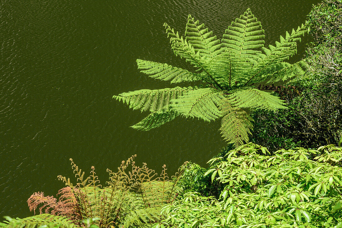 Tree fern with lake in background, Waimangu Vulcanic Valley, Rotorua, Bay of Plenty, North island, New Zealand