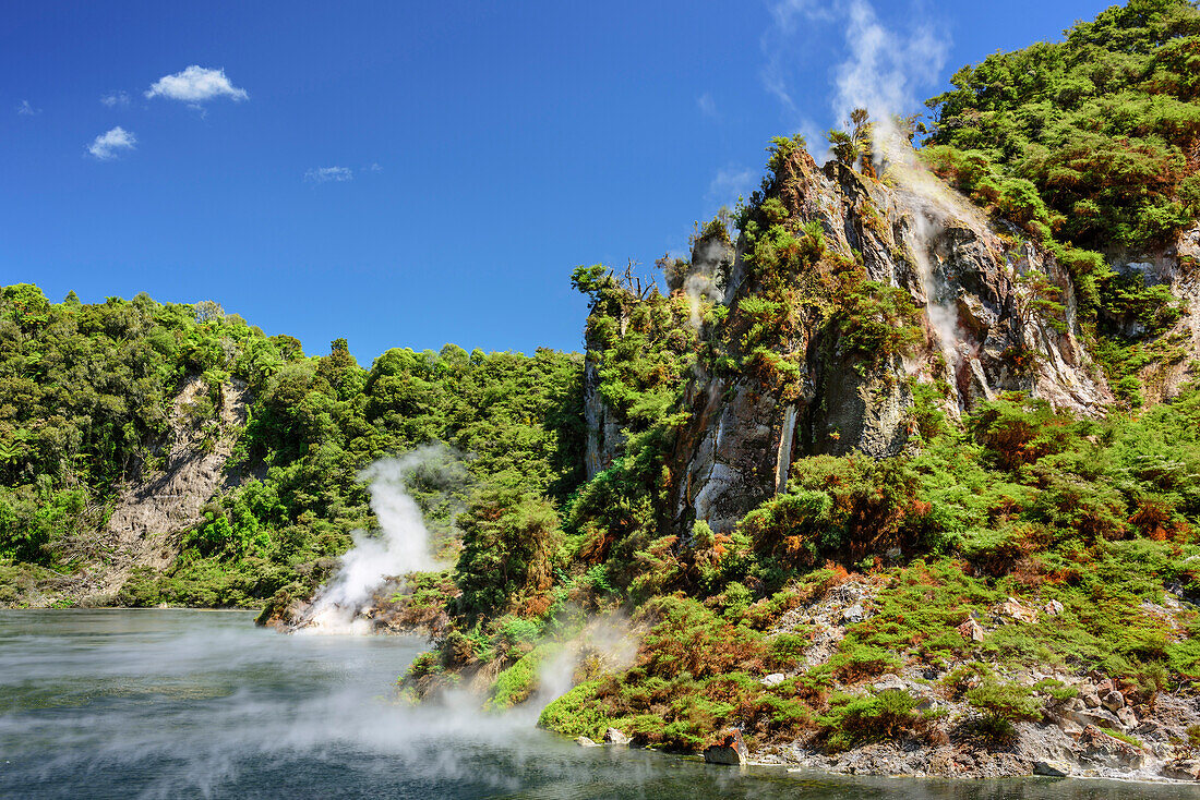 Crater lake with fumaroles, Frying Pan Lake, Waimangu Vulcanic Valley, Rotorua, Bay of Plenty, North island, New Zealand