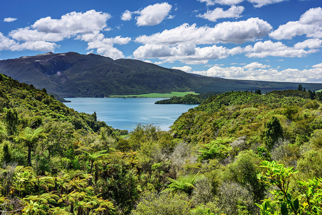 Wald mit Blick auf Rotomahanasee, Waimangu Vulcanic Valley, Rotorua, Bay of Plenty, Nordinsel, Neuseeland
