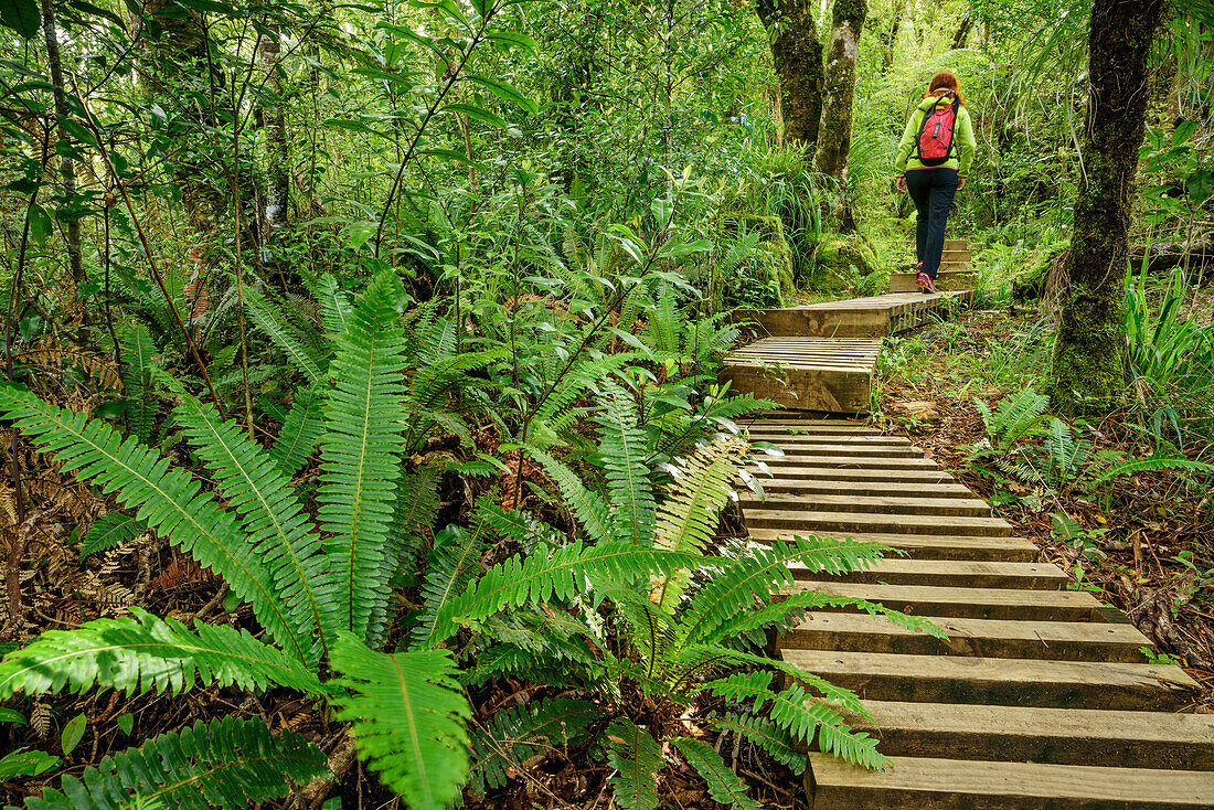 Woman hiking on track with wooden steps leading through forest with fern, Mangorai Track, Pouakai Hut, Mount Egmont, Egmont National Park, Taranaki, North island, New Zealand