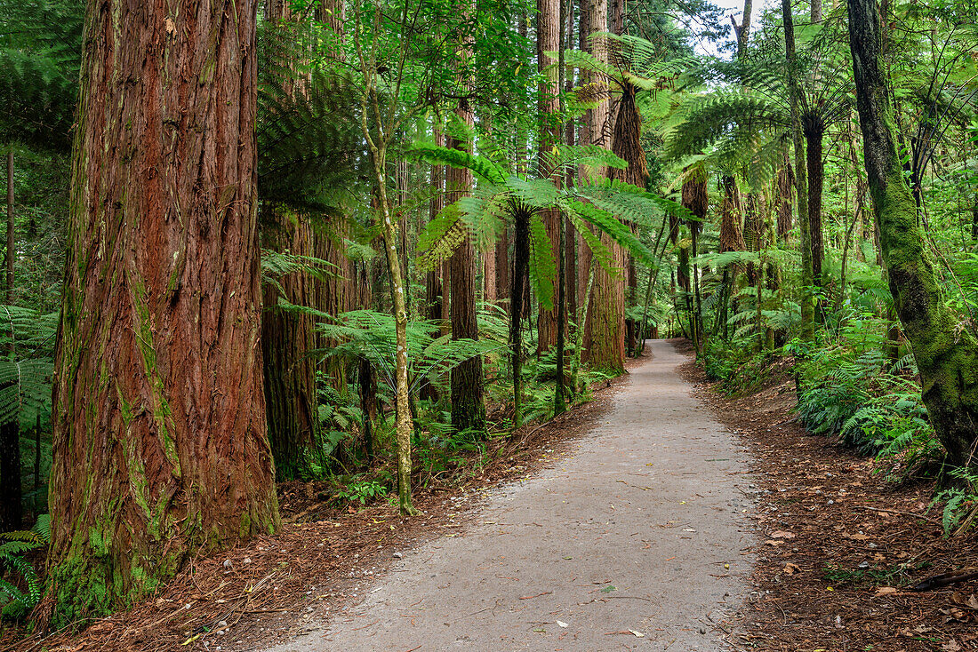 Track leading through forest with redwood trees, Redwood Forest, Whakarewarewa Forest, Rotorua, Bay of Plenty, North island, New Zealand