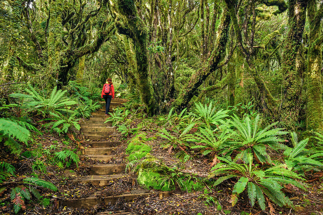 Frau wandert auf Weg mit Treppen durch Wald mit Farnen, Mangorai Track, Aufstieg Pouakai Hut, Mount Egmont, Egmont Nationalpark, Taranaki, Nordinsel, Neuseeland