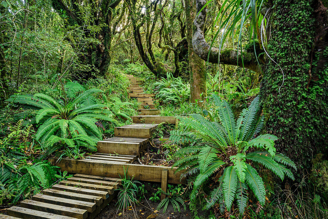 Track with wooden steps leading through forest with fern, Mangorai Track, Pouakai Hut, Mount Egmont, Egmont National Park, Taranaki, North island, New Zealand