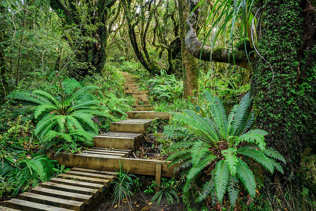 Weg mit Treppen führt durch Wald mit Farnen, Mangorai Track, Aufstieg Pouakai Hut, Mount Egmont, Egmont Nationalpark, Taranaki, Nordinsel, Neuseeland